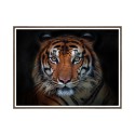 Tableau Moderne photographie Tigre animaux cadre 30 × 40 cm Unika 0027 Vente
