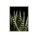 Tableau décoratif moderne photographique feuille d'Aloe cadre 30 × 40 cm Unika 0060 Vente