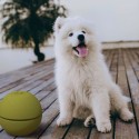 Conteneur de stockage de nourriture pour chien portable Pet Box Offre
