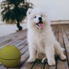 Conteneur de stockage de nourriture pour chien portable Pet Box Offre