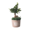 Bombonière bonsaï ficus ginseng en pot décoré Paola Rolando Simone Offre
