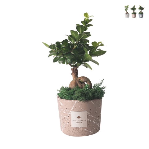 Bombonière bonsaï ficus ginseng en pot décoré Paola Rolando Simone Promotion