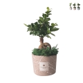 Bombonière bonsaï ficus ginseng en pot décoré Paola Rolando Simone Promotion