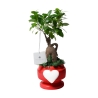 Bombonière avec véritable bonsaï ficus en pot décoré avec cœur Eden Offre
