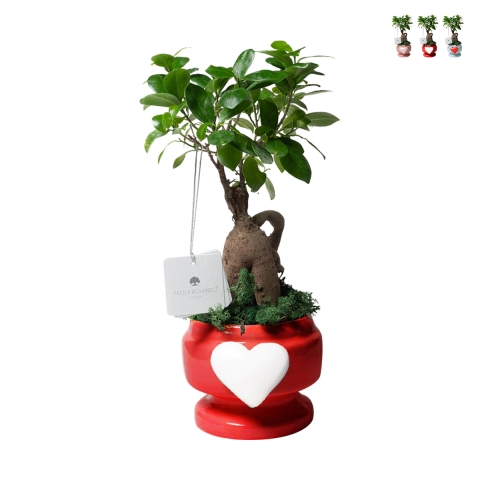 Bombonière avec véritable bonsaï ficus en pot décoré avec cœur Eden Promotion