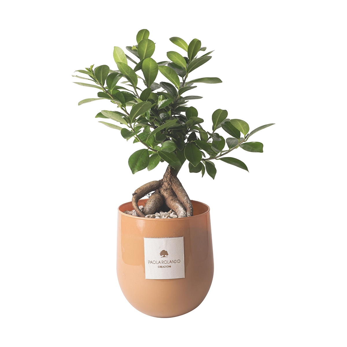 Bonsaï ficus ginseng véritable en pot de verre Paola Rolando Hope Promotion Bonsaï ficus ginseng véritable en pot de verre Paola Rolando Hope Promotion