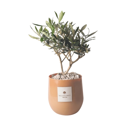 Olivier Paola Rolando en pot de verre pour intérieur Hope Promotion