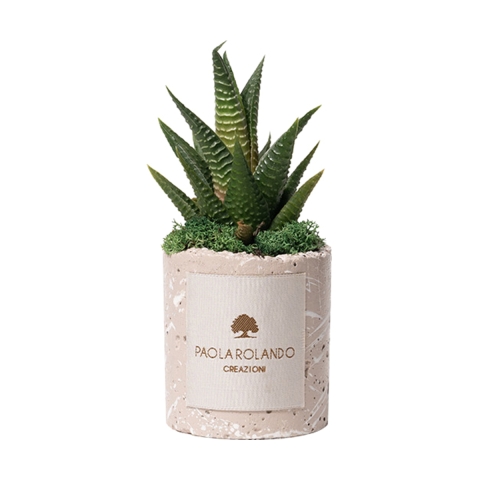 Plante grasse en pot béton décoré Simone - Cadeau invité Promotion