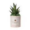 Plante grasse en pot béton décoré Simone - Cadeau invité Promotion