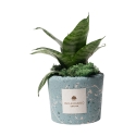 Sansevieria nana dans pot bleu décoré éclaboussures Paola Rolando Simone Promotion