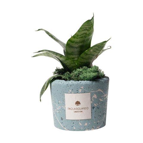 Sansevieria nana dans pot bleu décoré éclaboussures Paola Rolando Simone Promotion