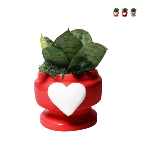 Favoris / Cadeau avec plante Sansevieria nana dans un pot décoré avec cœur Eden Promotion
