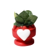 Favoris / Cadeau avec plante Sansevieria nana dans un pot décoré avec cœur Eden Offre