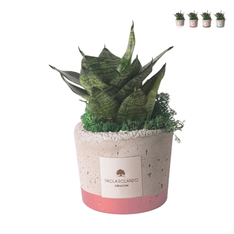 Favoris avec sansevieria naine dans pot ciment décoratif style industriel Promotion