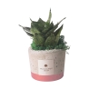 Favoris avec sansevieria naine dans pot ciment décoratif style industriel Offre