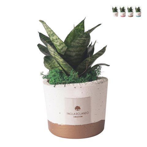 Sansevieria nana plante d'intérieur en pot en ciment Paola Rolando Flora Promotion