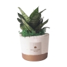 Sansevieria nana plante d'intérieur en pot en ciment Paola Rolando Flora Offre