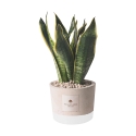 Bomboniera Paola Rolando sansevieria en pot en ciment décoré style industriel Offre