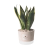 Bomboniera Paola Rolando sansevieria en pot en ciment décoré style industriel Offre