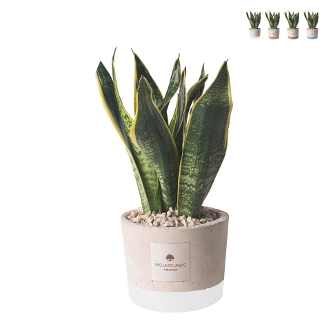Bomboniera Paola Rolando sansevieria en pot en ciment décoré style industriel Promotion