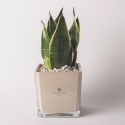 Cadeau d'invité Paola Rolando sansevieria nana en pot en verre en cube Sogno Vente