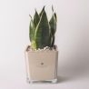 Cadeau d'invité Paola Rolando sansevieria nana en pot en verre en cube Sogno Vente