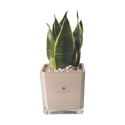 Cadeau d'invité Paola Rolando sansevieria nana en pot en verre en cube Sogno Remises