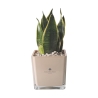 Cadeau d'invité Paola Rolando sansevieria nana en pot en verre en cube Sogno Remises