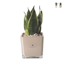 Cadeau d'invité Paola Rolando sansevieria nana en pot en verre en cube Sogno Promotion