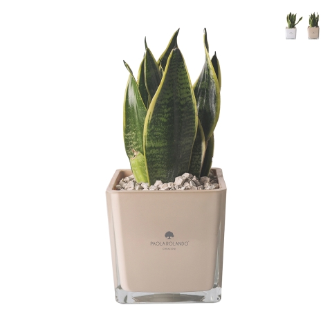 Cadeau d'invité Paola Rolando sansevieria nana en pot en verre en cube Sogno Promotion