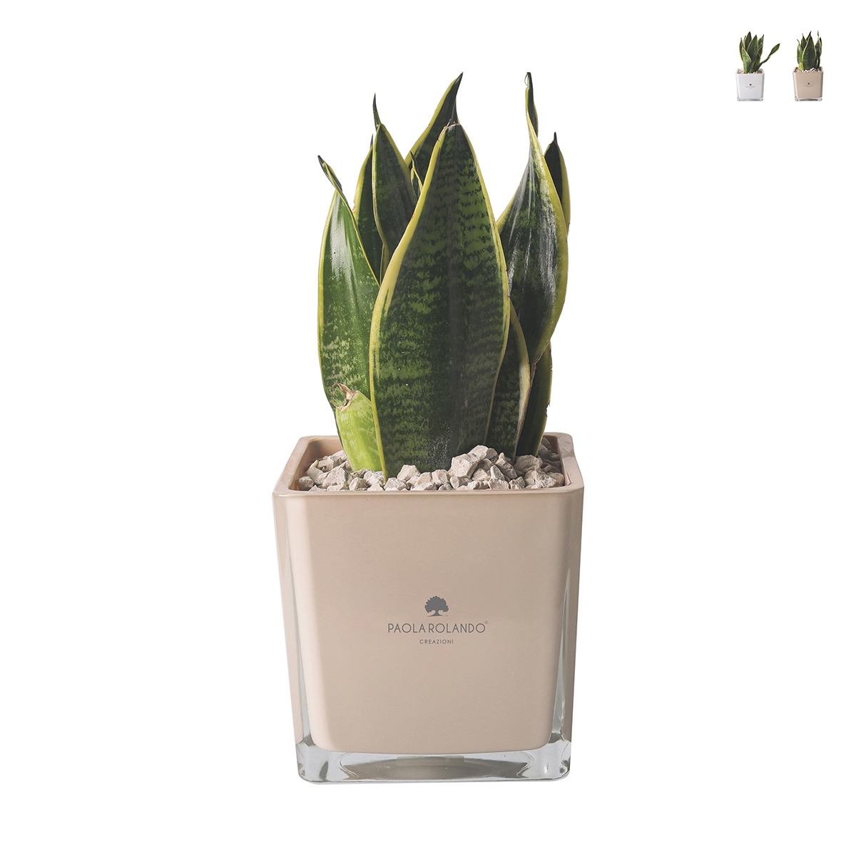 Cadeau d'invité Paola Rolando sansevieria nana en pot en verre en cube Sogno Promotion Cadeau d'invité Paola Rolando sansevieria nana en pot en verre en cube Sogno Promotion