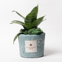 Sansevieria nana dans pot bleu décoré éclaboussures Paola Rolando Simone Vente