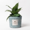 Sansevieria nana dans pot bleu décoré éclaboussures Paola Rolando Simone Vente