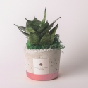 Favoris avec sansevieria naine dans pot ciment décoratif style industriel Vente