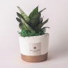 Sansevieria nana plante d'intérieur en pot en ciment Paola Rolando Flora Vente
