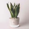 Bomboniera Paola Rolando sansevieria en pot en ciment décoré style industriel Vente