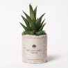 Plante grasse en pot béton décoré Simone - Cadeau invité Vente