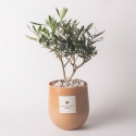 Olivier Paola Rolando en pot de verre pour intérieur Hope Vente