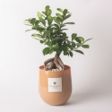 Bonsaï ficus ginseng véritable en pot de verre Paola Rolando Hope Vente