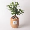 Bonsaï ficus ginseng véritable en pot de verre Paola Rolando Hope Vente