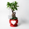 Bombonière avec véritable bonsaï ficus en pot décoré avec cœur Eden Vente