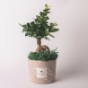 Bombonière bonsaï ficus ginseng en pot décoré Paola Rolando Simone Vente