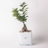 Bonsaï ficus ginseng en cube de verre Paola Rolando Sogno Vente