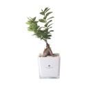 Bonsaï ficus ginseng en cube de verre Paola Rolando Sogno Offre