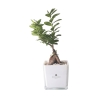 Bonsaï ficus ginseng en cube de verre Paola Rolando Sogno Offre