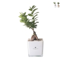 Bonsaï ficus ginseng en cube de verre Paola Rolando Sogno Promotion