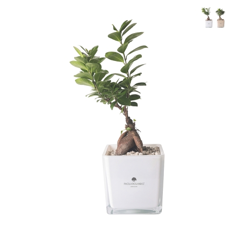 Bonsaï ficus ginseng en cube de verre Paola Rolando Sogno Promotion