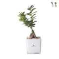 Bonsaï ficus ginseng en cube de verre Paola Rolando Sogno Promotion