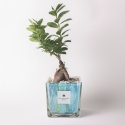 Bonsaï ficus ginseng d'intérieur dans pot en verre décoré Clio Square Vente