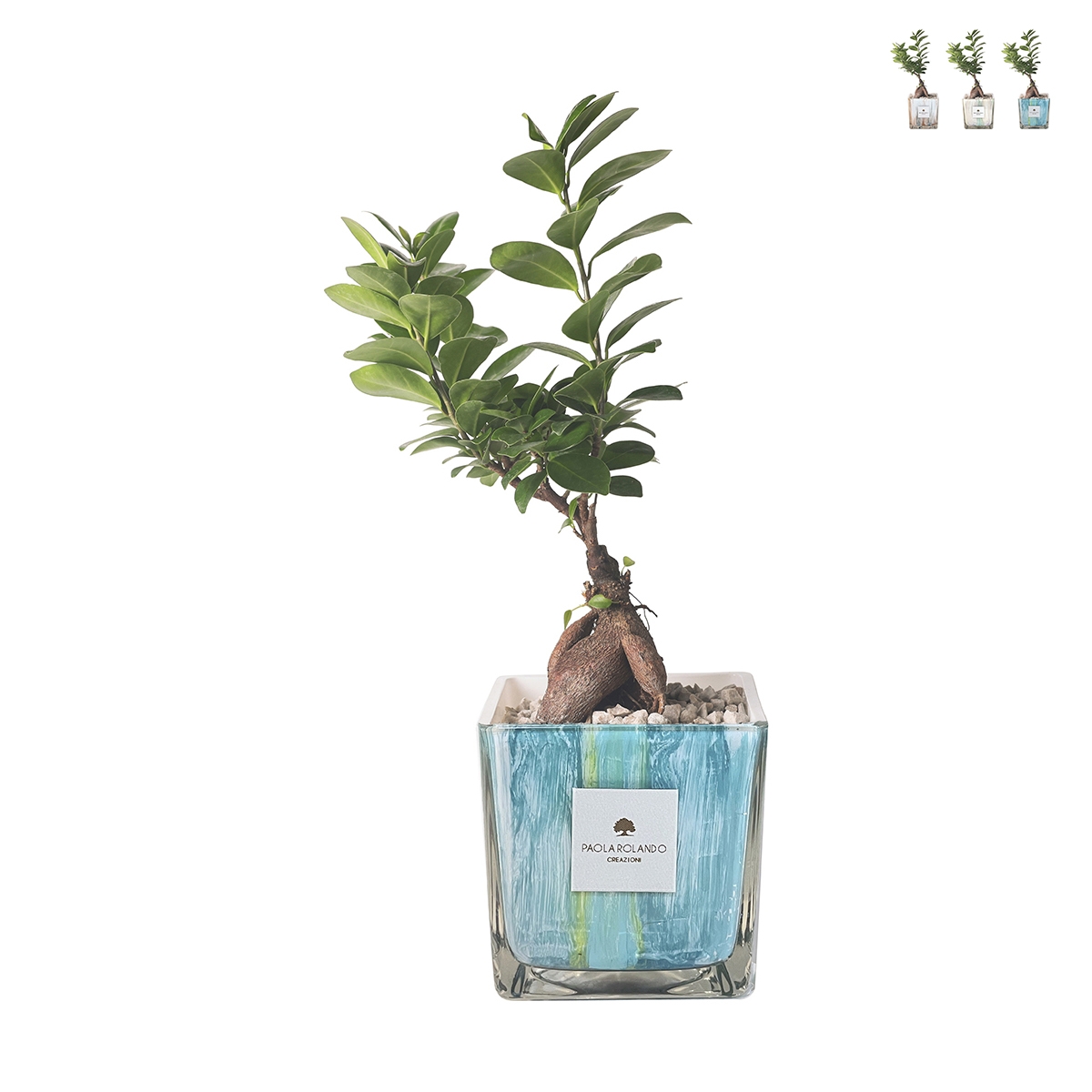 Bonsaï ficus ginseng d'intérieur dans pot en verre décoré Clio Square Promotion Bonsaï ficus ginseng d'intérieur dans pot en verre décoré Clio Square Promotion